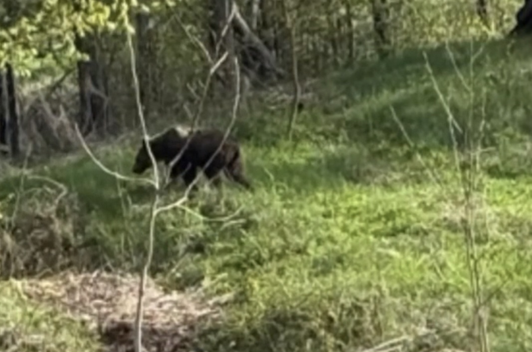RO-ALERT: urs semnalat în Cucuteni