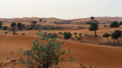 Sahara revine la viață cu țestoase!