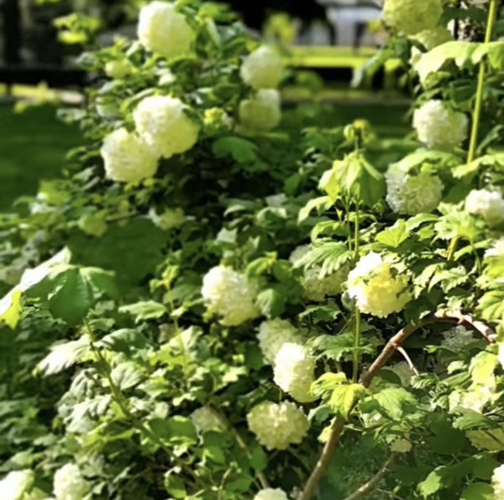 Târgoviște – un oraș din ce în ce mai verde!