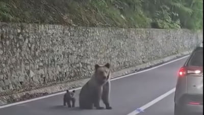 Turist mușcat de urs la Barajul Vidraru