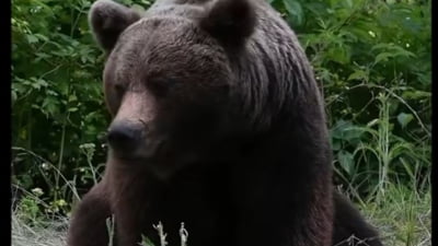 Turist mușcat de urs pe Transfăgărășan, amendat