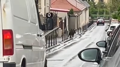 Urs alergând pe străzile din Brașov