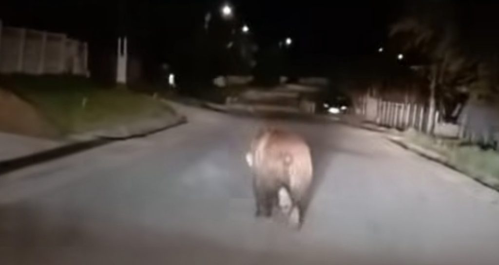 Urs pe șosea între Vulcana Băi și Sus