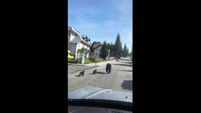 Ursoaică cu pui, panică în Predeal