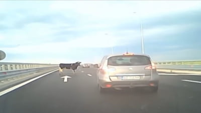 Vaci pe autostradă aproape Buzău, pericol!